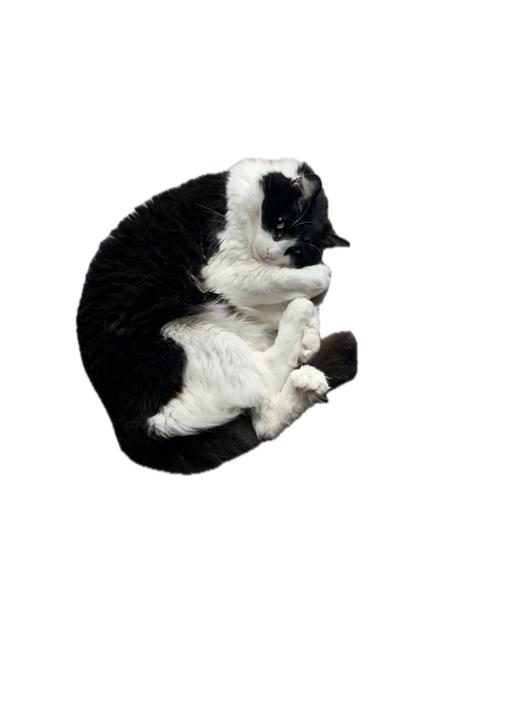 Good example source photo — Chewy the cat